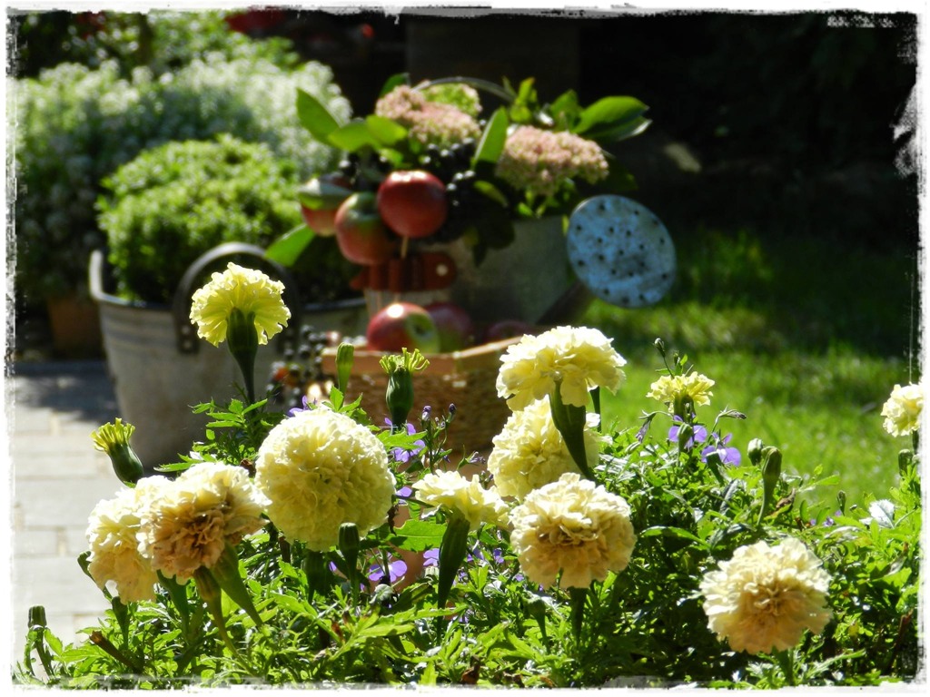 starocie w ogrodzie zogrodemnaty6