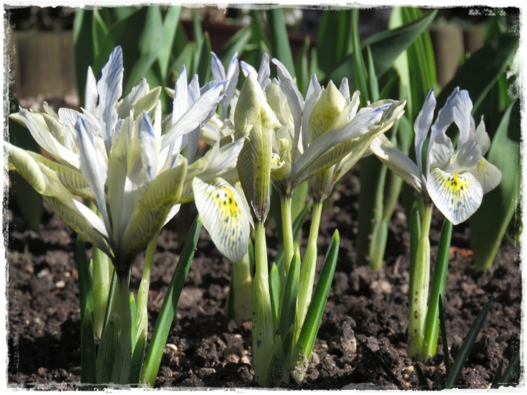 kwiaty kwitnące wczesną wiosną zogrodemnaty17 irys żyłkowany tomek 1