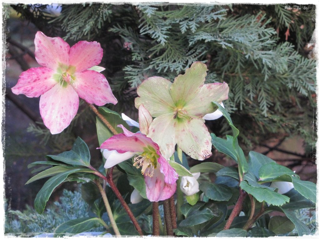 kwiaty kwitnące wczesną wiosną zogrodemnaty3 ciemiernik