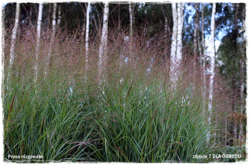 26trawy ozdobne zogrodemnatyProso rózgowate