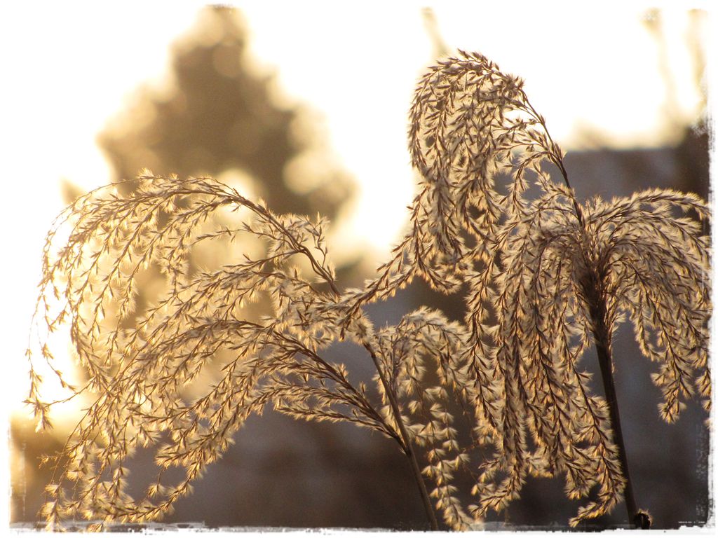 10trawy ozdobne zogrodemnaty