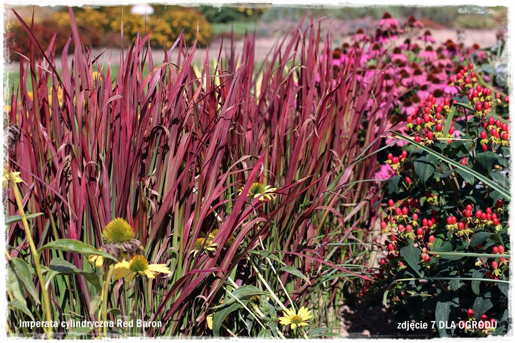 11trawy ozdobne zogrodemnaty Imperata cylindryczna Red Baron