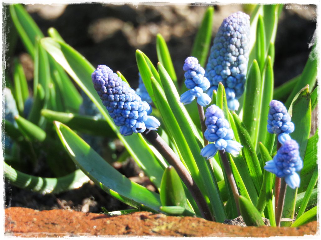 kwiaty kwitnące wczesną wiosną zogrodemnaty14