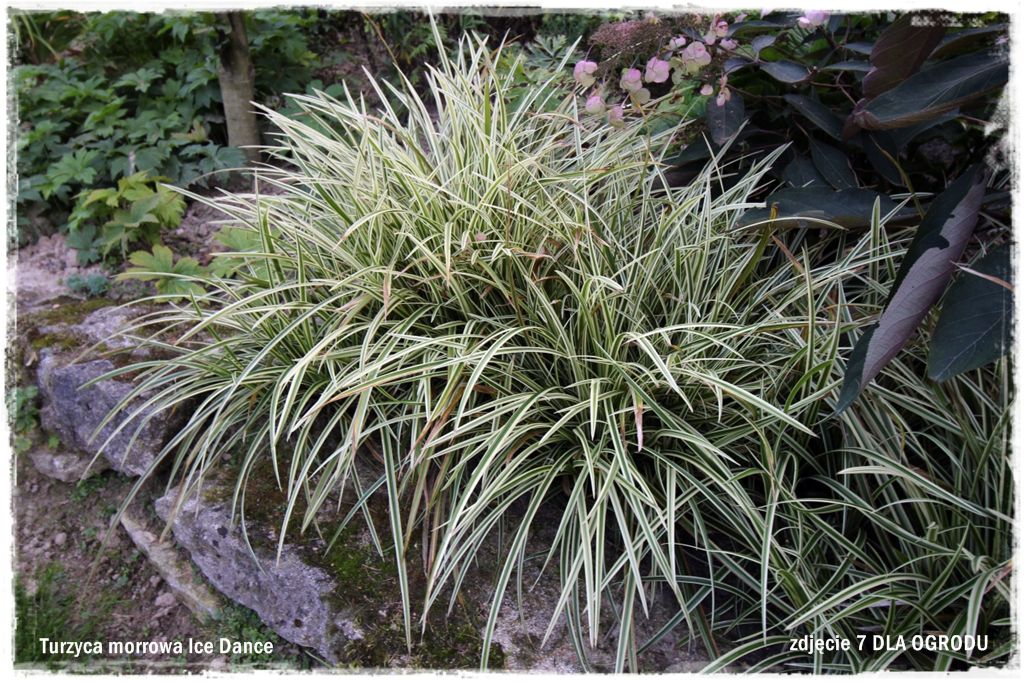 13trawy ozdobne zogrodemnatyTurzyca morrowa Ice Dance