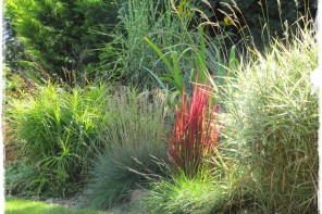 1trawy ozdobne zogrodemnaty