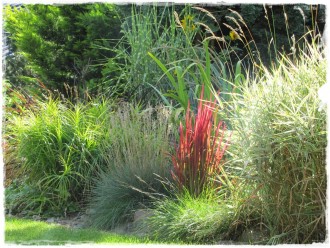 1trawy ozdobne zogrodemnaty