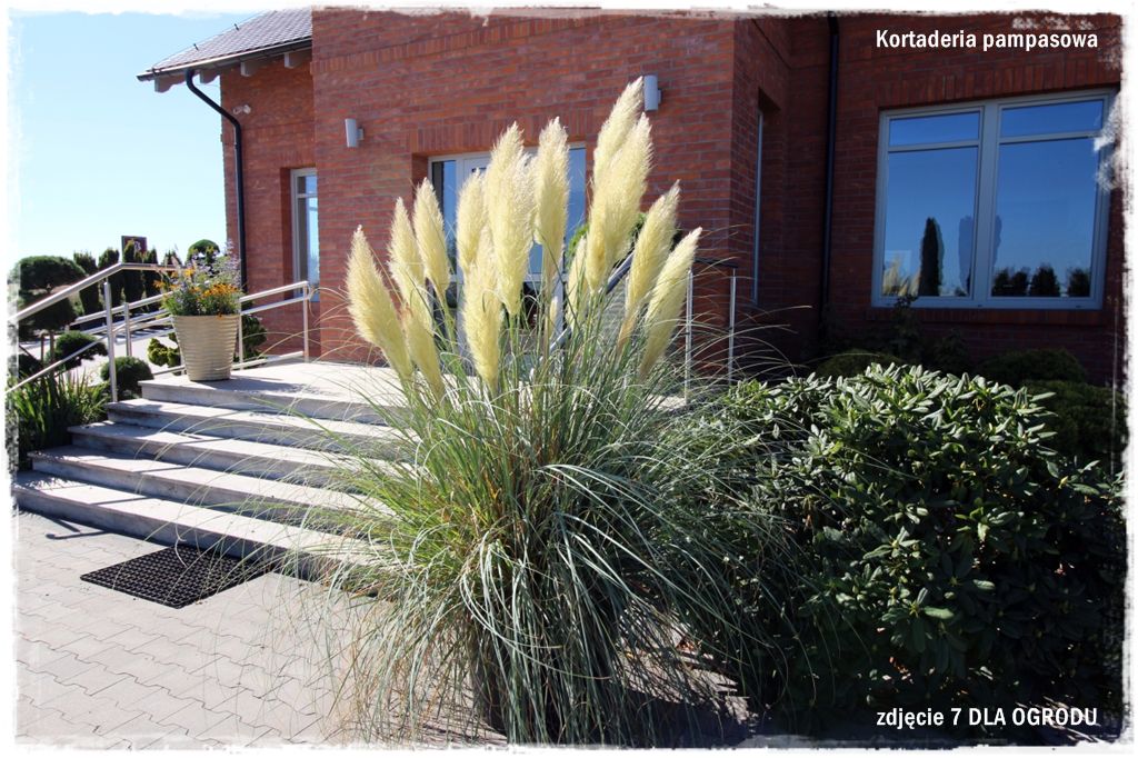 21trawy ozdobne zogrodemnaty Kortaderia pampasowa