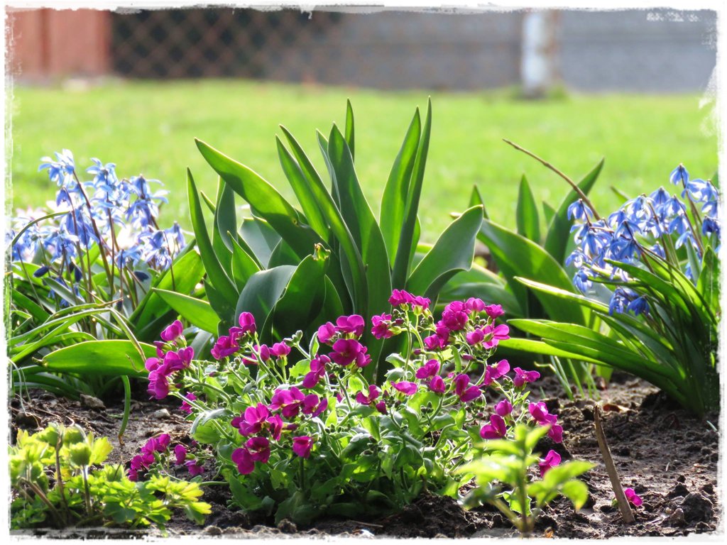 kwiaty kwitnące wczesną wiosną zogrodemnaty18 gęsiówka kaukaska3