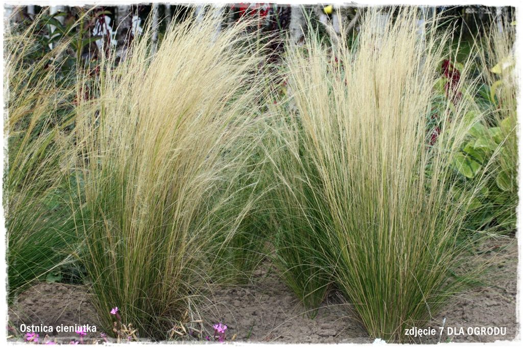 23trawy ozdobne zogrodemnatyOstnica cieniutka