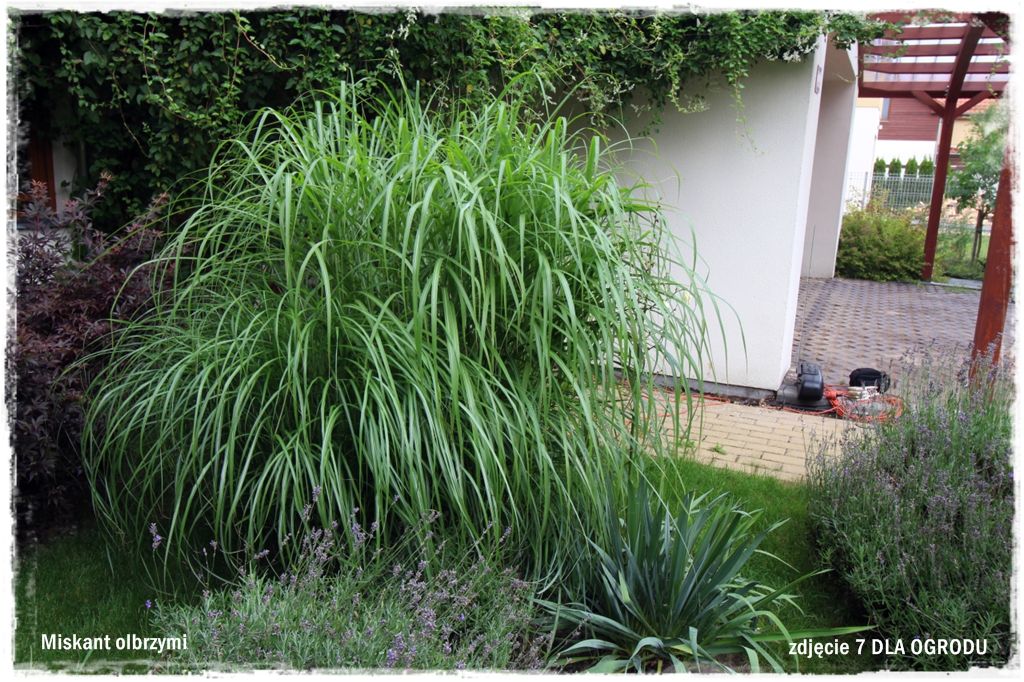 25trawy ozdobne zogrodemnatyMiskant olbrzymi