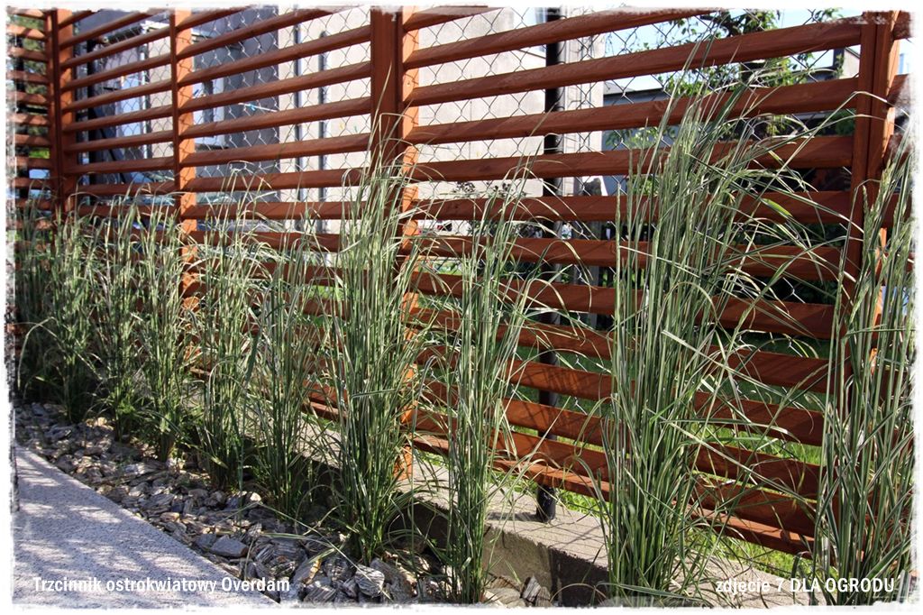 27trawy ozdobne zogrodemnatyTrzcinnik ostrokwiatowy Overdam
