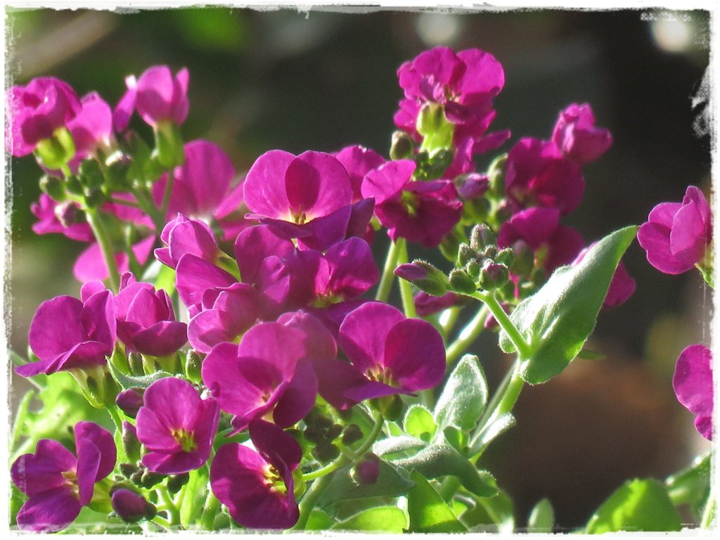 kwiaty kwitnące wczesną wiosną zogrodemnaty17a gęsiówka kaukaska