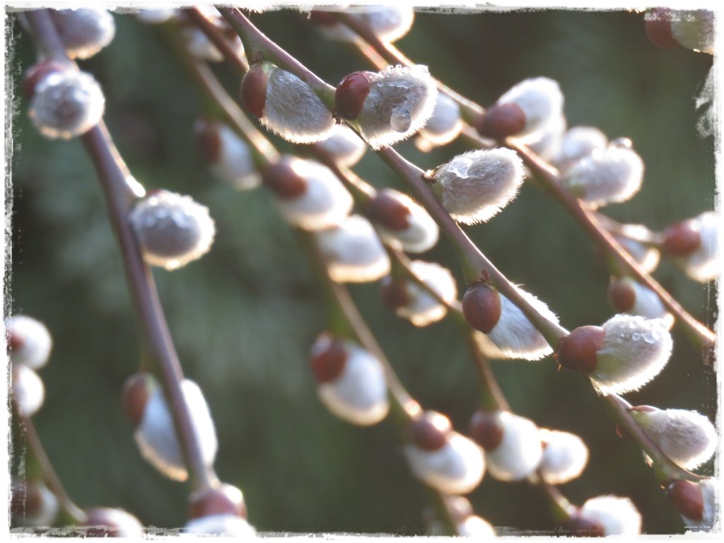 kwiaty kwitnące wczesną wiosną zogrodemnaty25 wierzba IWA