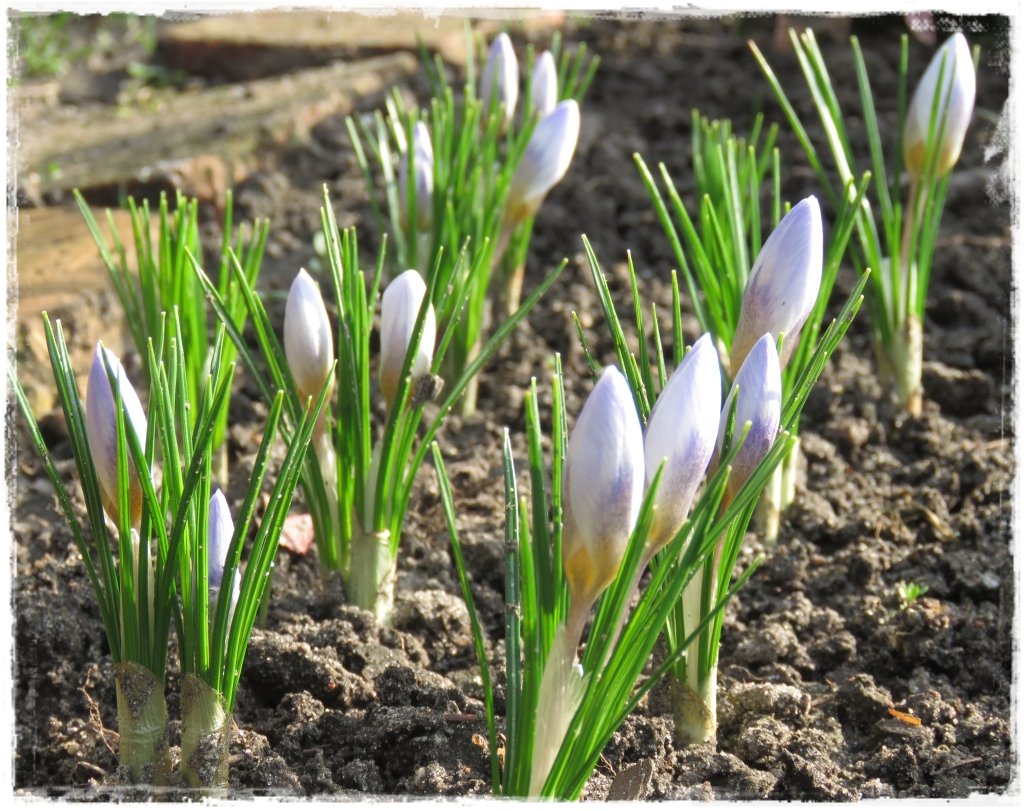 kwiaty kwitnące wczesną wiosną zogrodemnaty9 krokusy