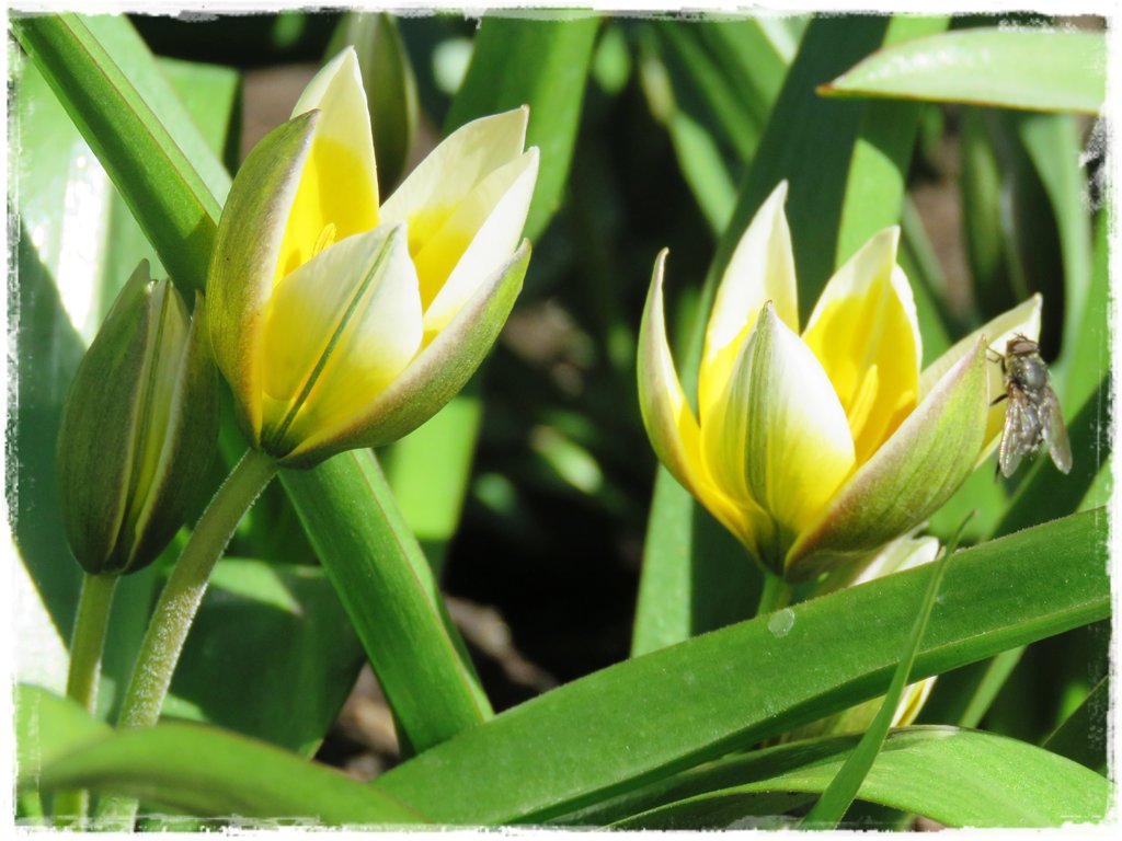 kwiaty kwitnące wczesną wiosną zogrodemnaty17c tulipany botaniczne