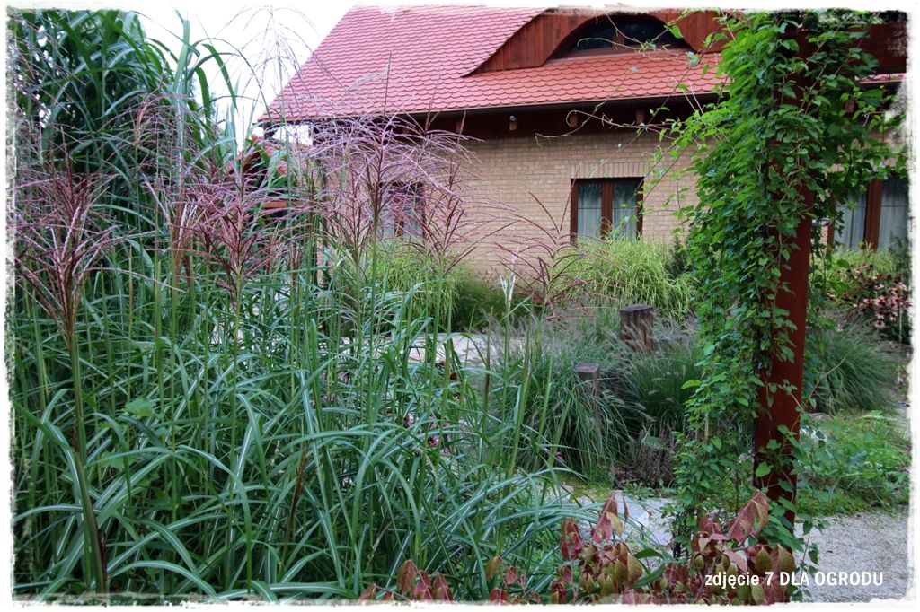 32trawy ozdobne zogrodemnaty