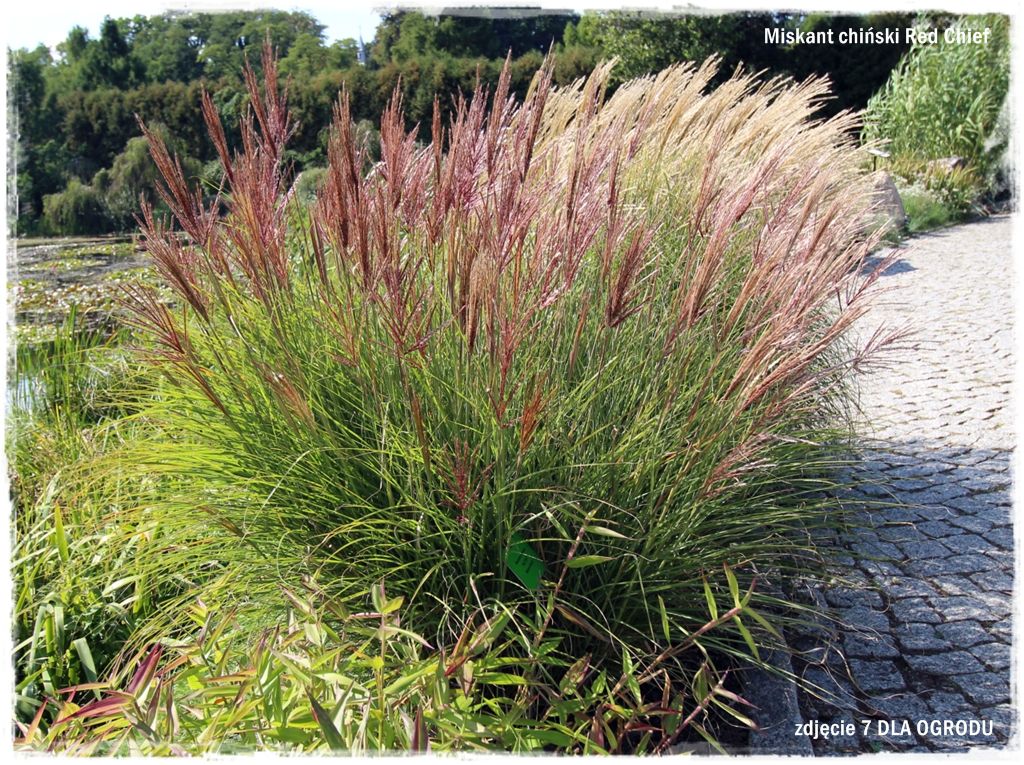 22trawy ozdobne zogrodemnatyMiskant chiński Red Chief