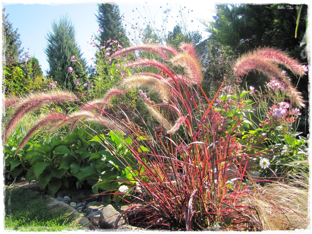 39trawy ozdobne zogrodemnaty