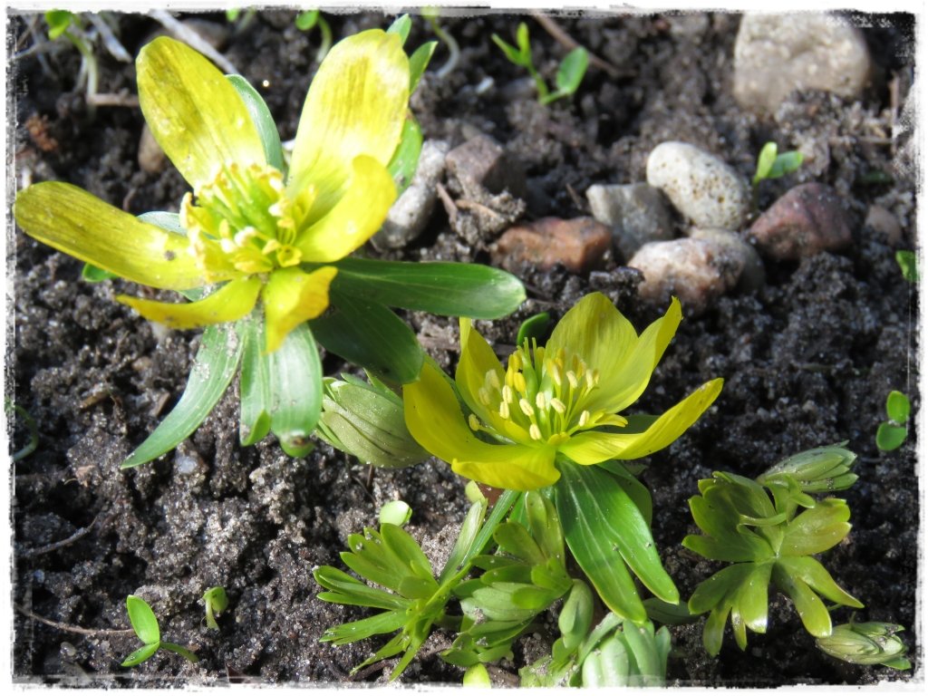 kwiaty kwitnące wczesną wiosną zogrodemnaty4 rannik