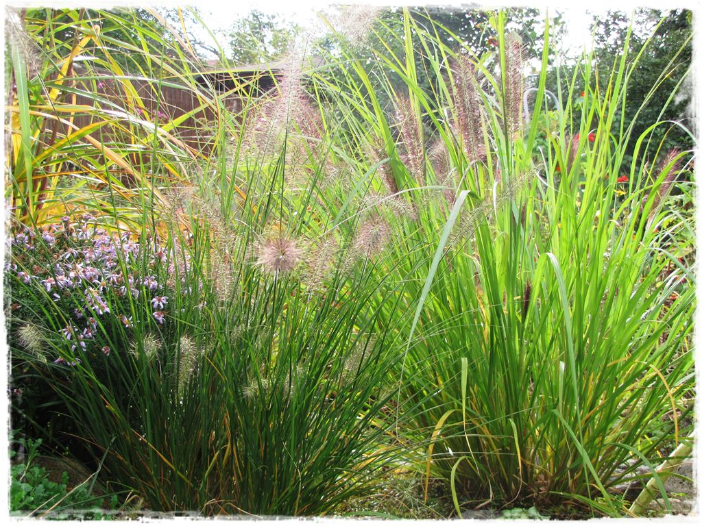 3trawy ozdobne zogrodemnaty rozplenica