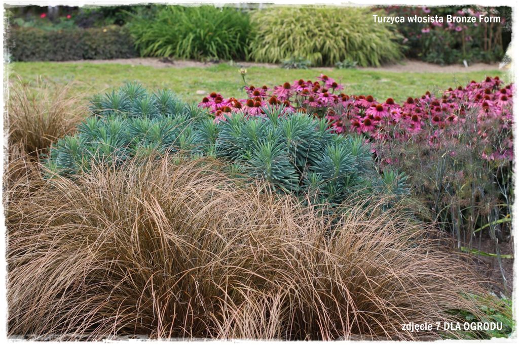 15trawy ozdobne zogrodemnaty Turzyca włosista Bronze Form