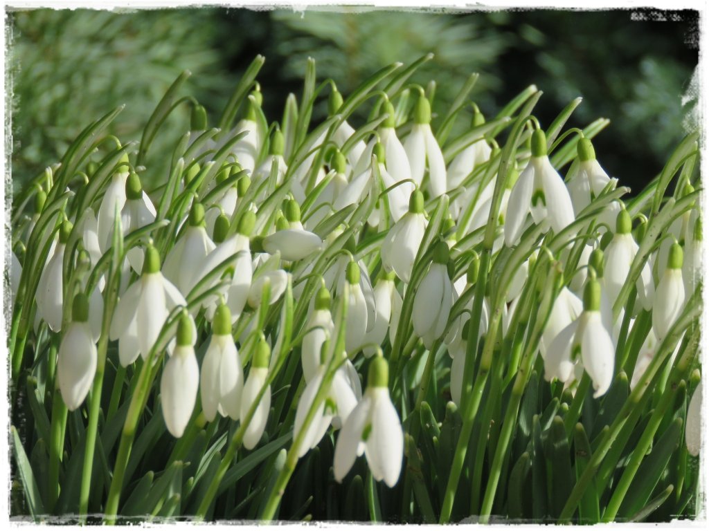 kwiaty kwitnące wczesną wiosną zogrodemnaty5 przebiśnieg