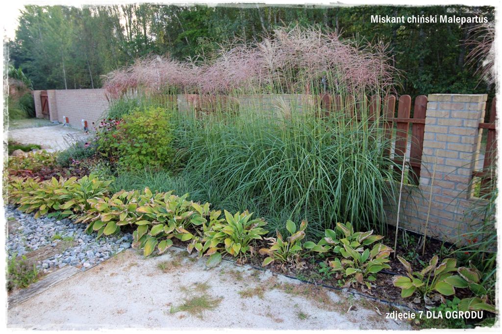18trawy ozdobne zogrodemnaty Miskant chiński Malepartus