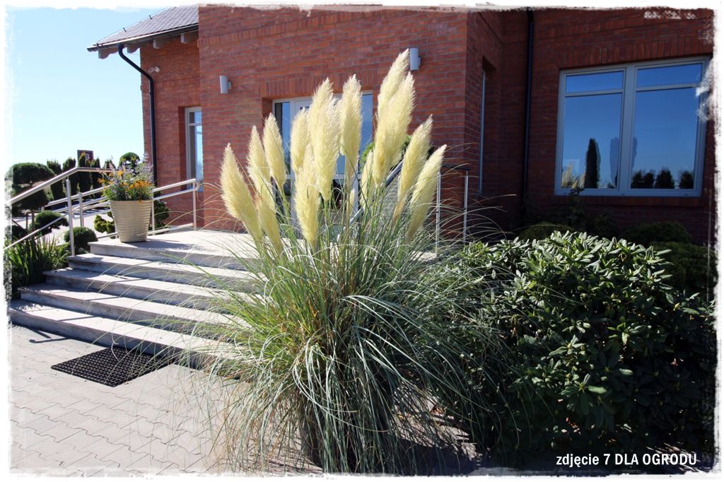 4trawy ozdobne zogrodemnaty Kortaderia pampasowa