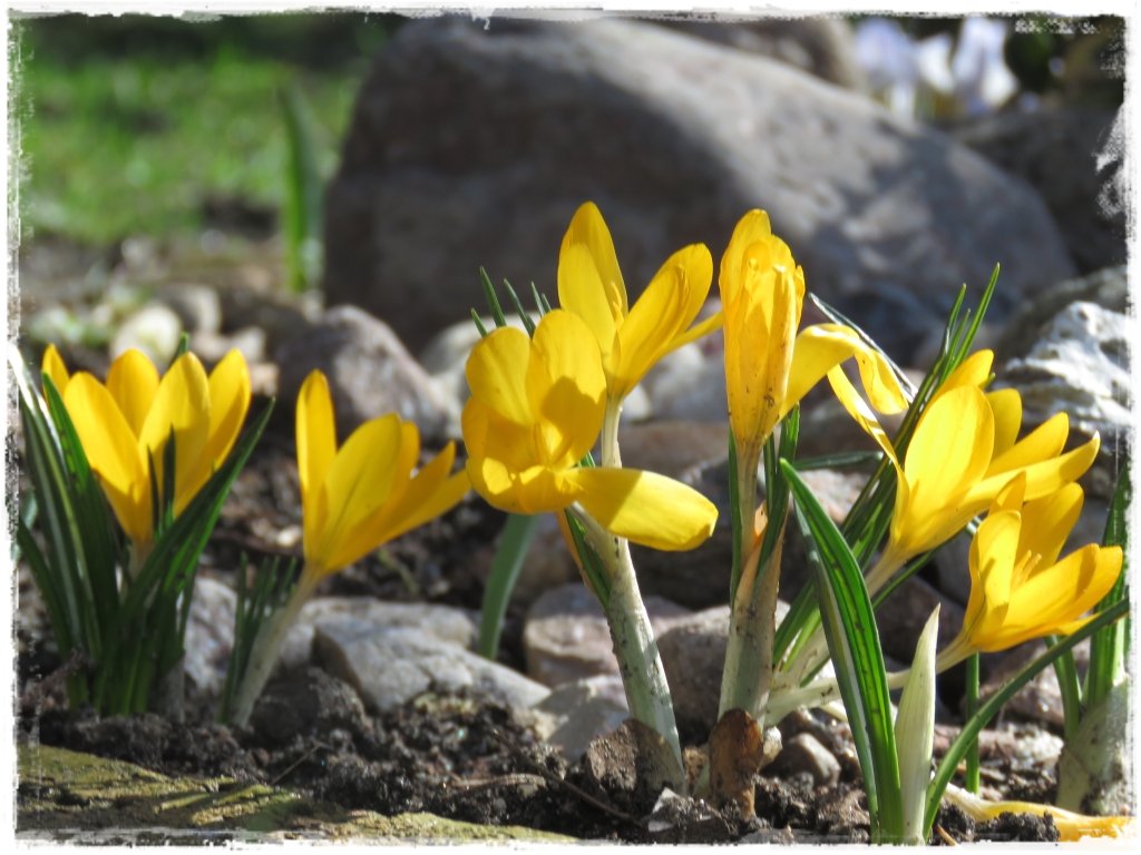 kwiaty kwitnące wczesną wiosną zogrodemnaty7 krokus