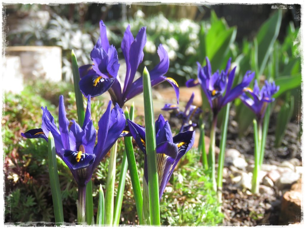 kwiaty kwitnące wczesną wiosną zogrodemnaty16 irys żyłkowany