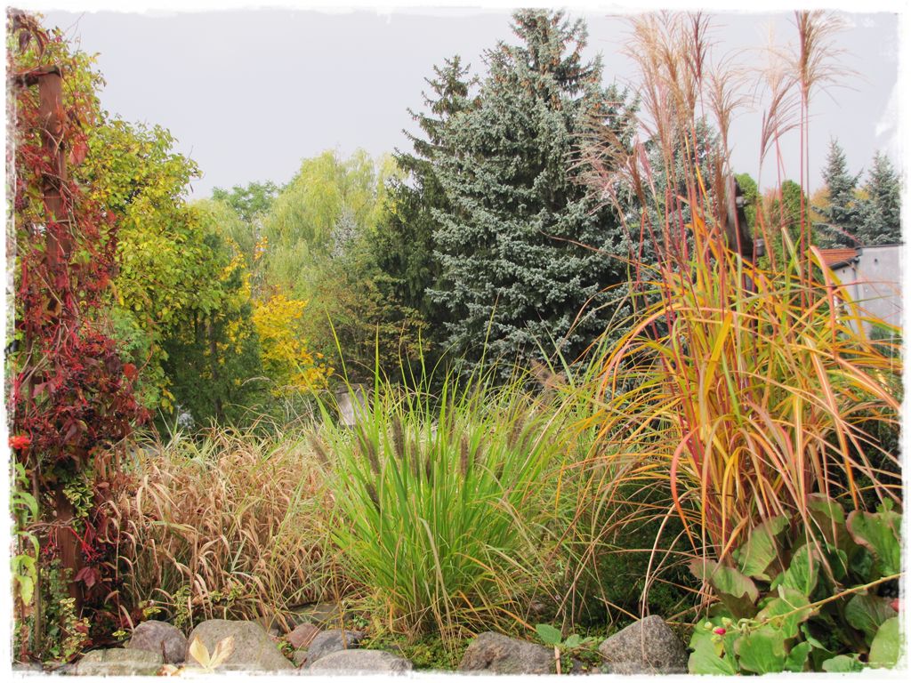 5trawy ozdobne zogrodemnaty