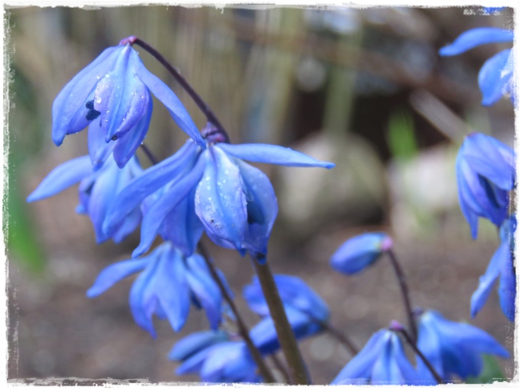 kwiaty kwitnące wczesną wiosną zogrodemnaty12 cebulica syberyjska