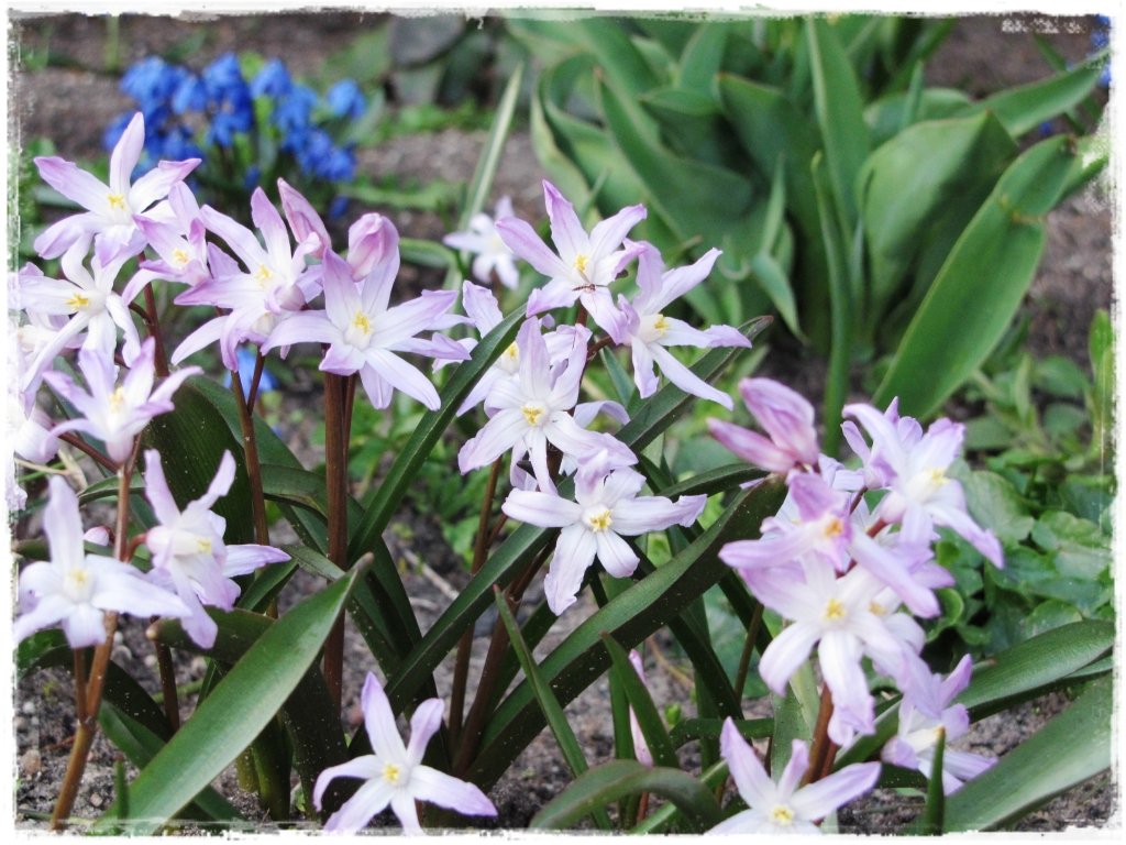 kwiaty kwitnące wczesną wiosną zogrodemnaty15 śnieżnik lśniący