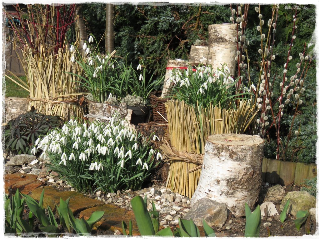 kwiaty kwitnące wczesną wiosną zogrodemnaty26