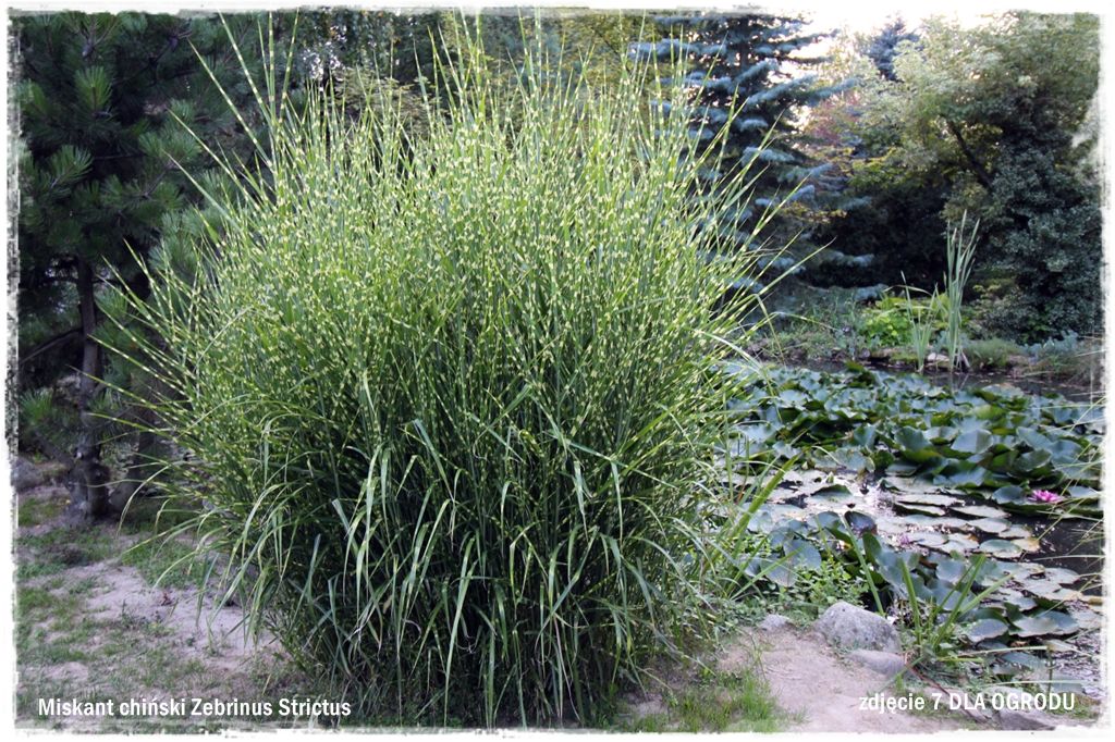 24trawy ozdobne zogrodemnatyMiskant chiński Zebrinus Strictus