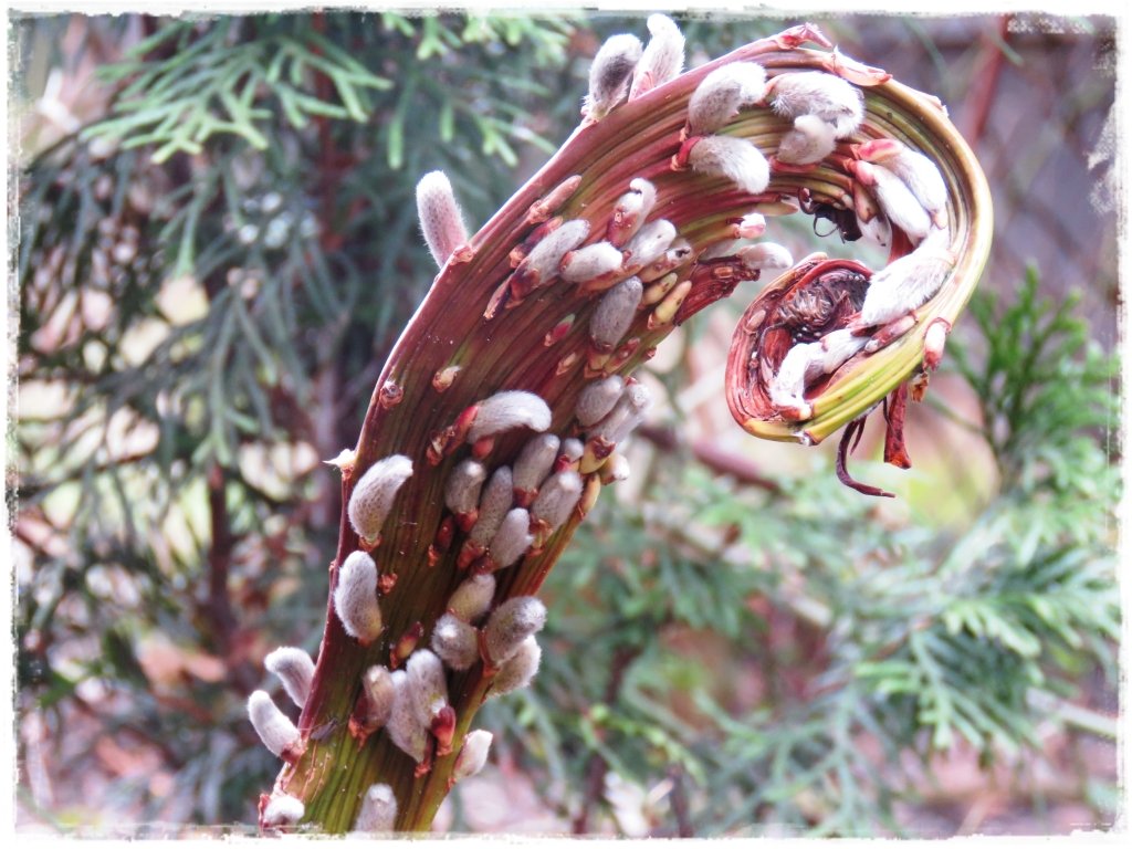 kwiaty kwitnące wczesną wiosną zogrodemnaty24 wierzba sachalińska zw. Smoczą
