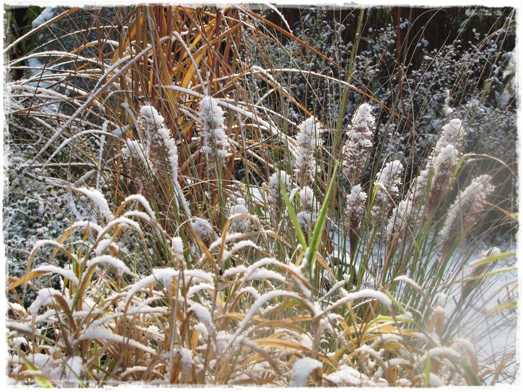 7trawy ozdobne zogrodemnaty