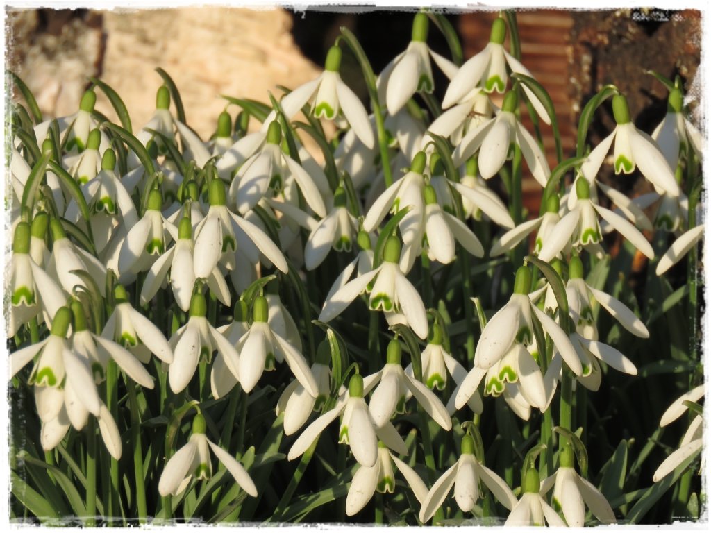 kwiaty kwitnące wczesną wiosną zogrodemnaty6 przebiśnieg o szerokich liściach