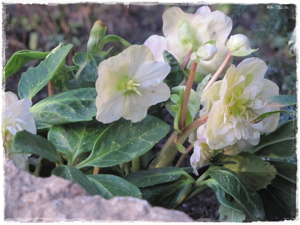 kwiaty kwitnące wczesną wiosną zogrodemnaty2 ciemiernik