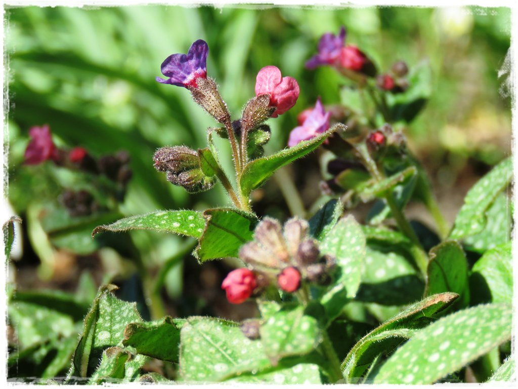 kwiaty kwitnące wczesną wiosną zogrodemnaty17b miodunka