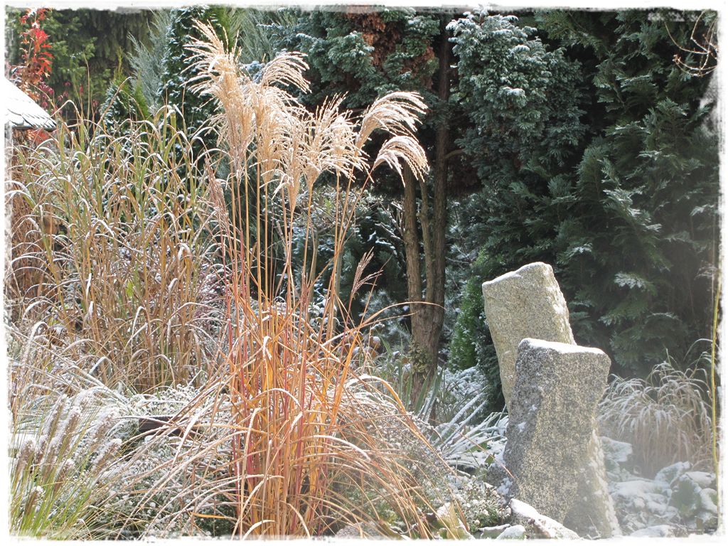 8trawy ozdobne zogrodemnaty