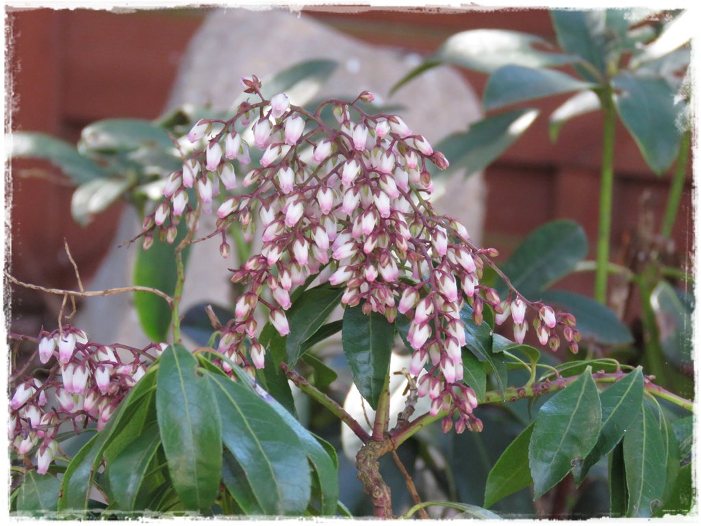 kwiaty kwitnące wczesną wiosną zogrodemnaty25a pieris japoński