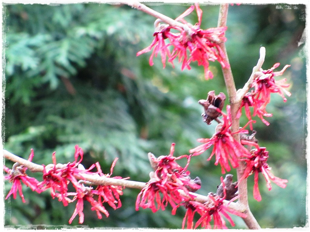 kwiaty kwitnące wczesną wiosną zogrodemnaty22 oczar