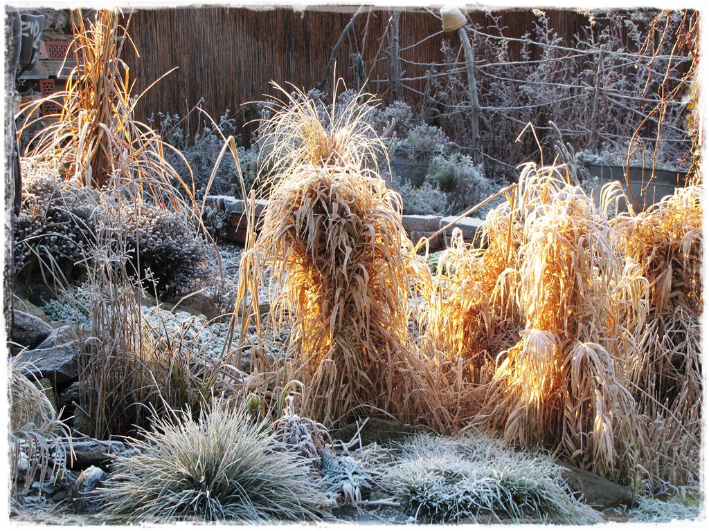 9trawy ozdobne zogrodemnaty