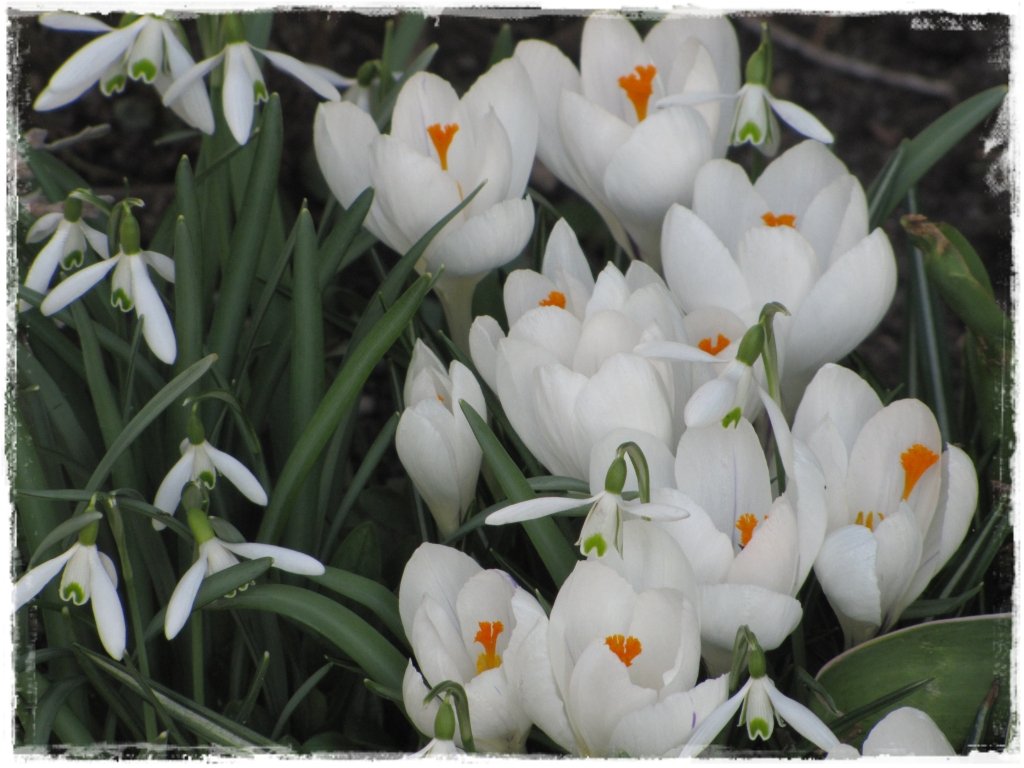 kwiaty kwitnące wczesną wiosną zogrodemnaty8 krokus