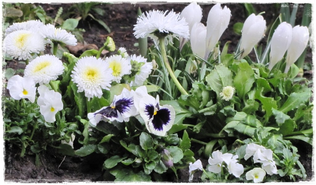 kwiaty kwitnące wczesną wiosną zogrodemnaty19