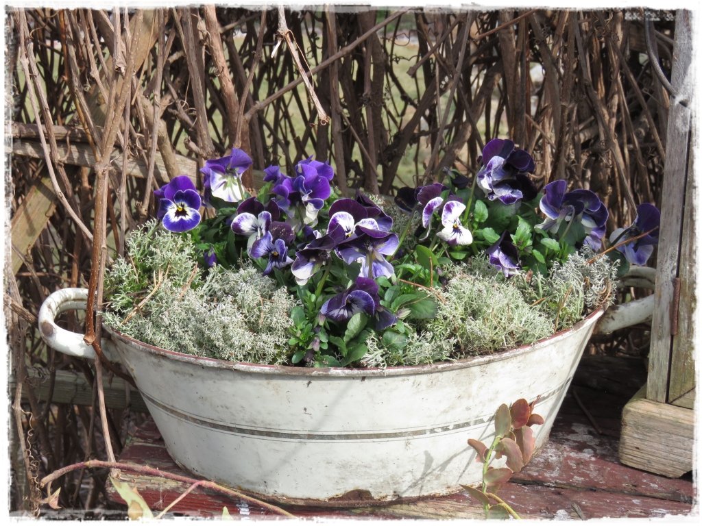 kwiaty kwitnące wczesną wiosną zogrodemnaty20