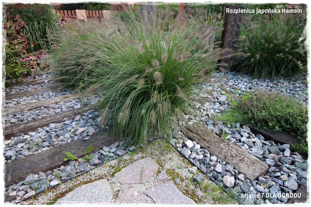 16trawy ozdobne zogrodemnaty Rozplenica japońska Hameln