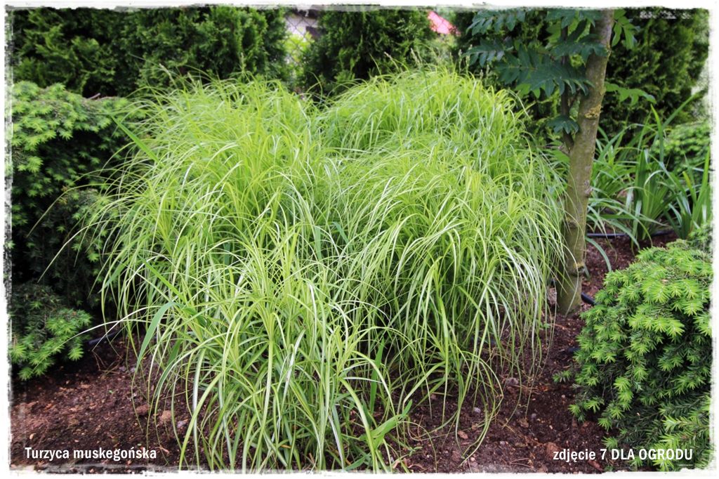 29trawy ozdobne zogrodemnatyTurzyca muskegońska
