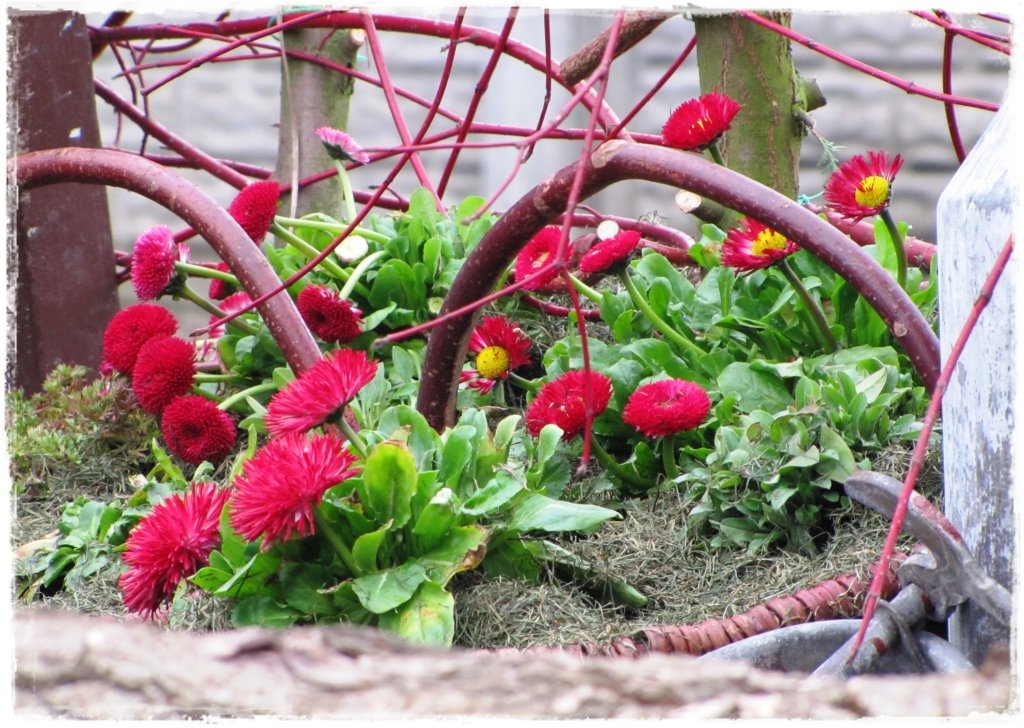 kwiaty kwitnące wczesną wiosną zogrodemnaty21a